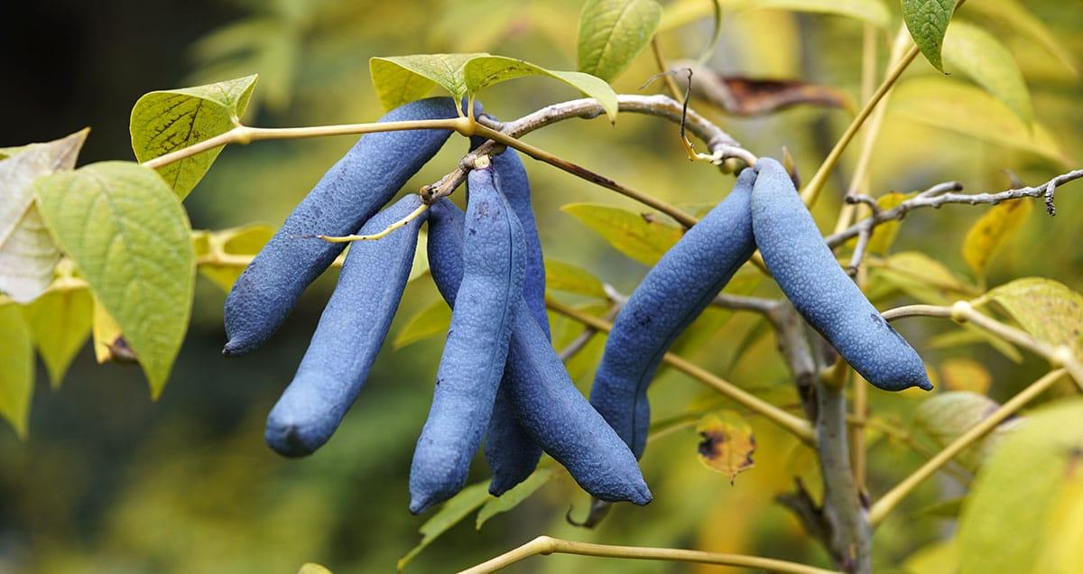 31 Gesunde Blaue Früchte (Mit Fotos!) 11 Blaue Wurstfrucht