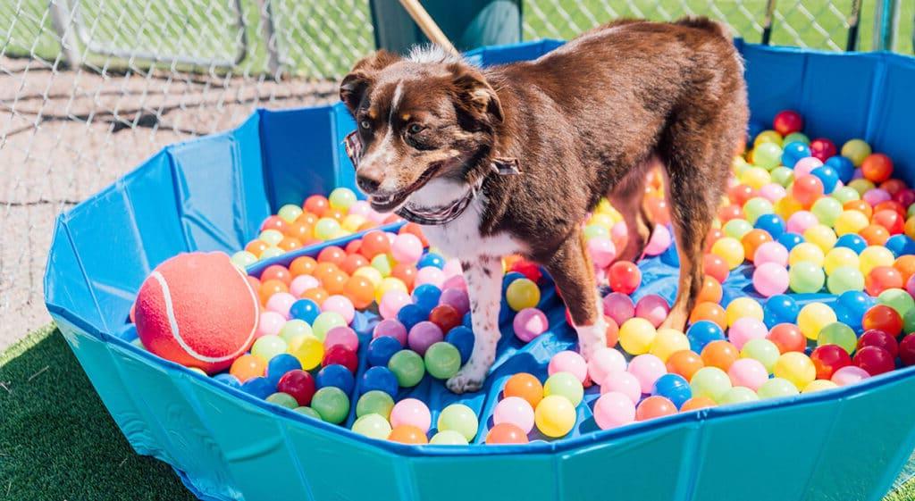 Einfacher Hundegeburtstagskuchen (Mit Kartoffelpüree-Topping!) 11 Ein fertiger, festlich dekorierter Geburtstagskuchen für Hunde