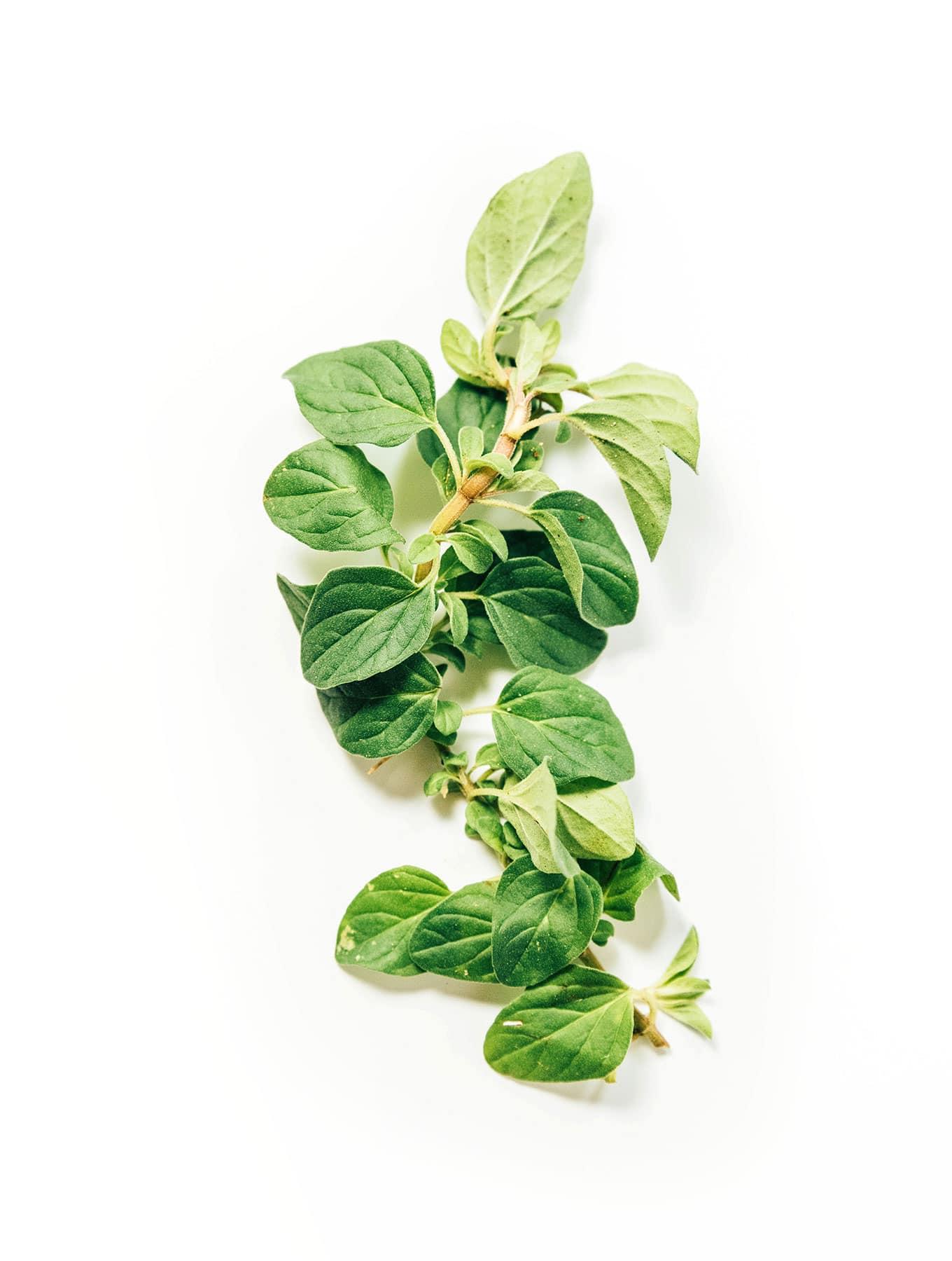 Die beliebtesten Kräuter und ihre Anwendung! 12 Frischer Oregano in einer Schale