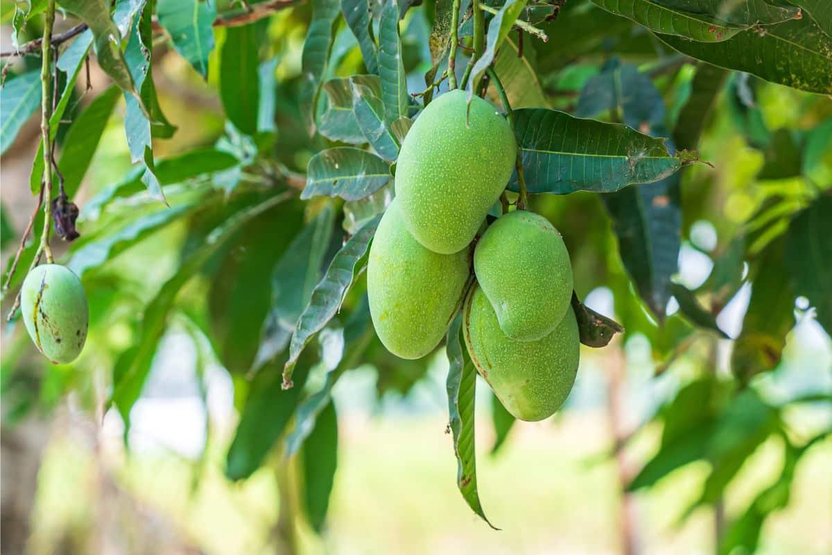 17 Früchte, die mit F anfangen (Mit Fotos!) 13 Fazil Mangos an einem Baum.