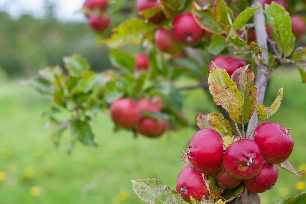 17 Früchte, die mit F anfangen (Mit Fotos!) 15 Faserige Satinash-Frucht an einem Baum.