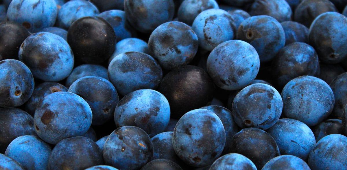 31 Gesunde Blaue Früchte (Mit Fotos!) 15 Damson-Pflaumen