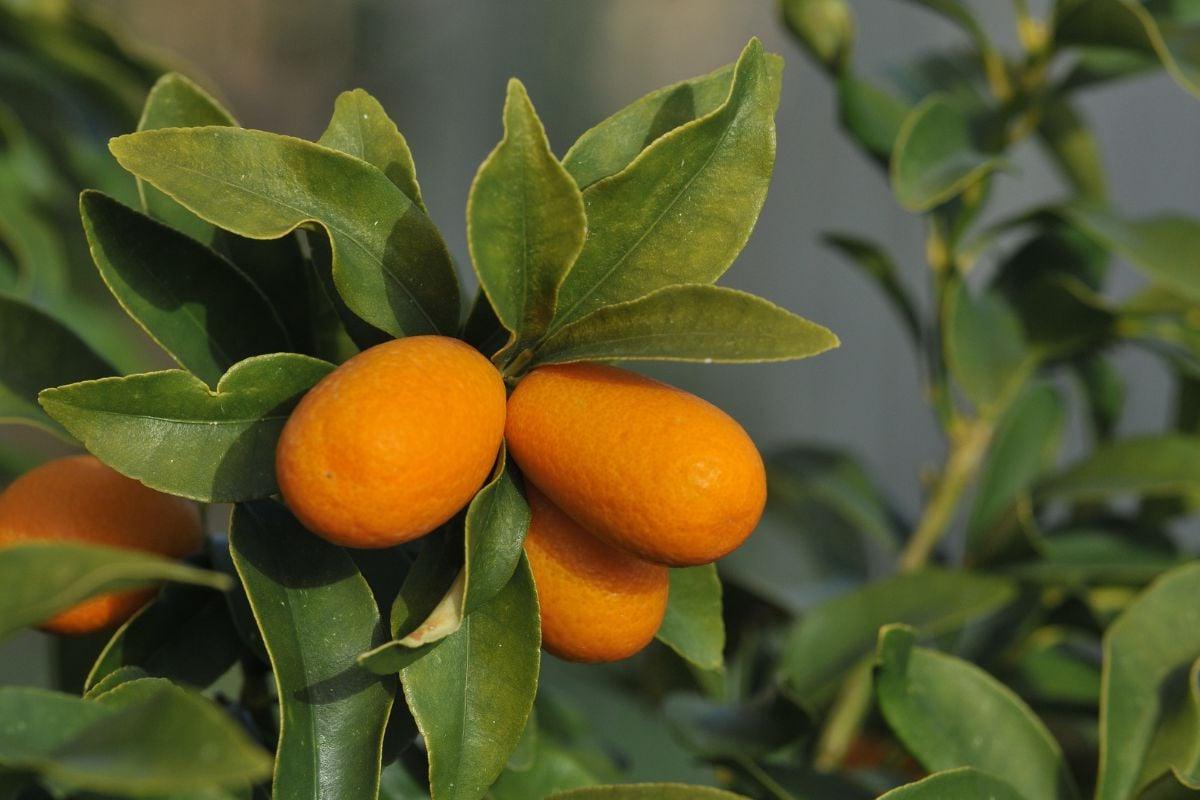 17 Früchte, die mit F anfangen (Mit Fotos!) 16 Fukush Kumquat an einem Strauch.