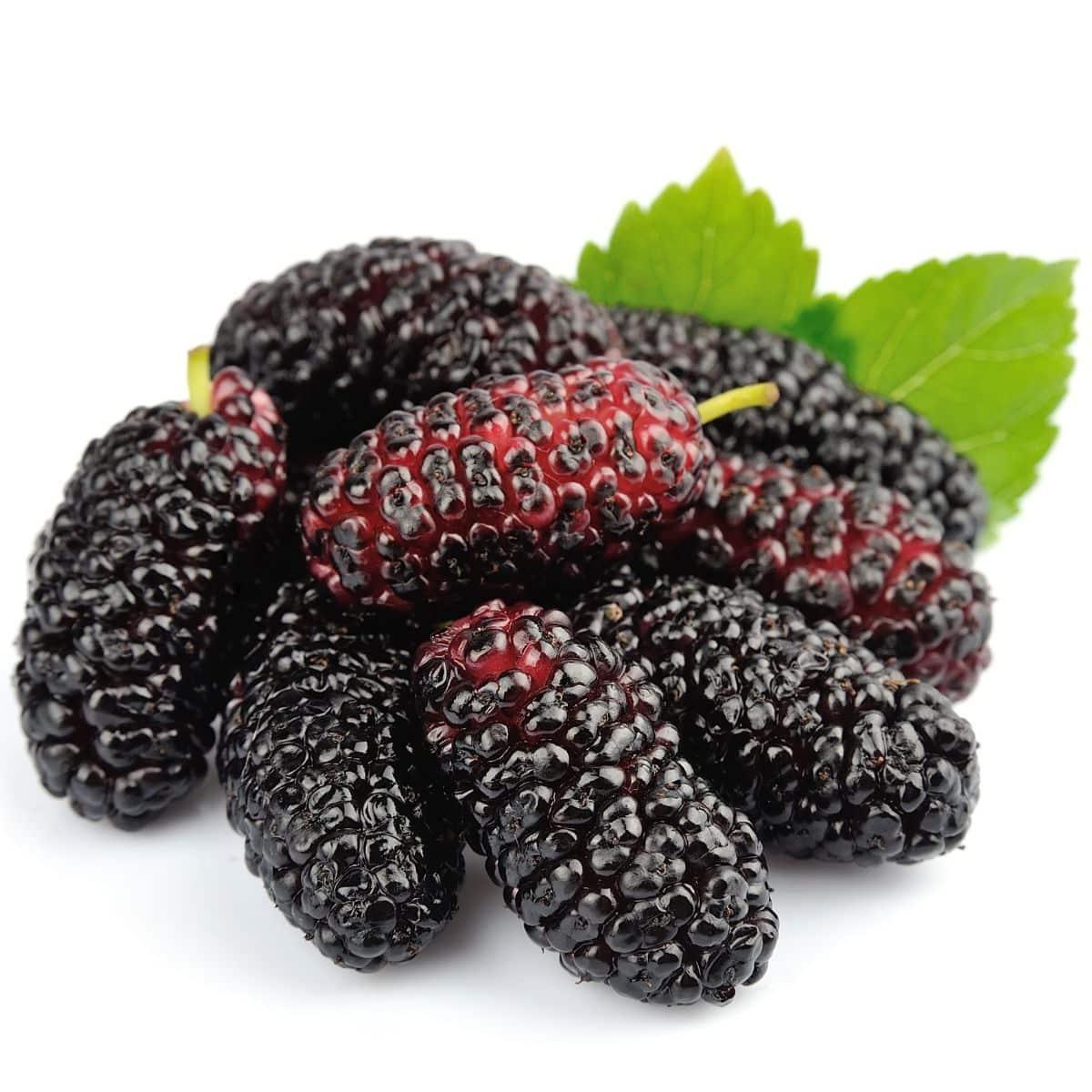17 Frühlingsfrüchte, die man diese Saison essen sollte 16 Maulbeeren auf weißem Hintergrund.