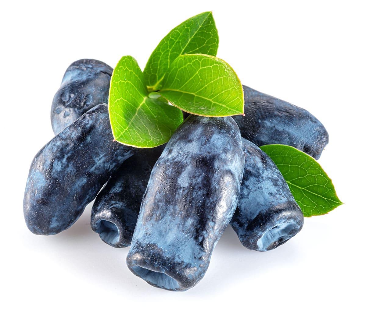 31 Gesunde Blaue Früchte (Mit Fotos!) 17 Honigbeeren