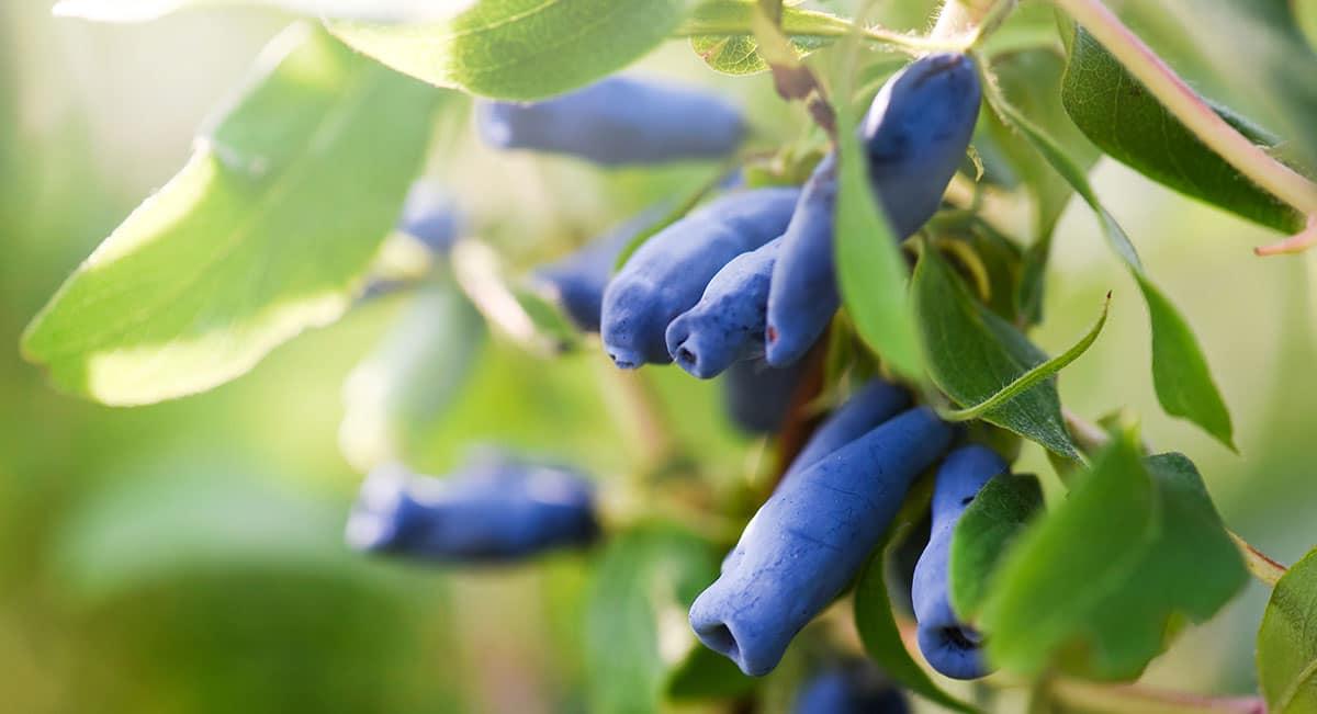 31 Gesunde Blaue Früchte (Mit Fotos!) 18 Geißblätter