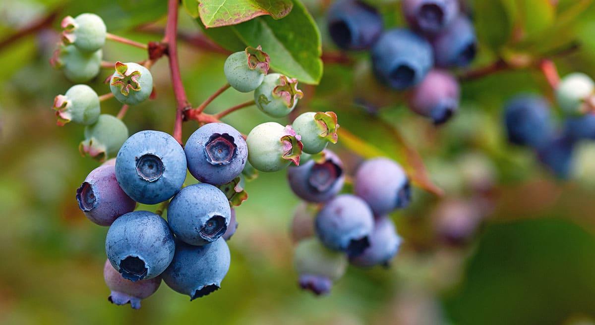 31 Gesunde Blaue Früchte (Mit Fotos!) 19 Huckleberries