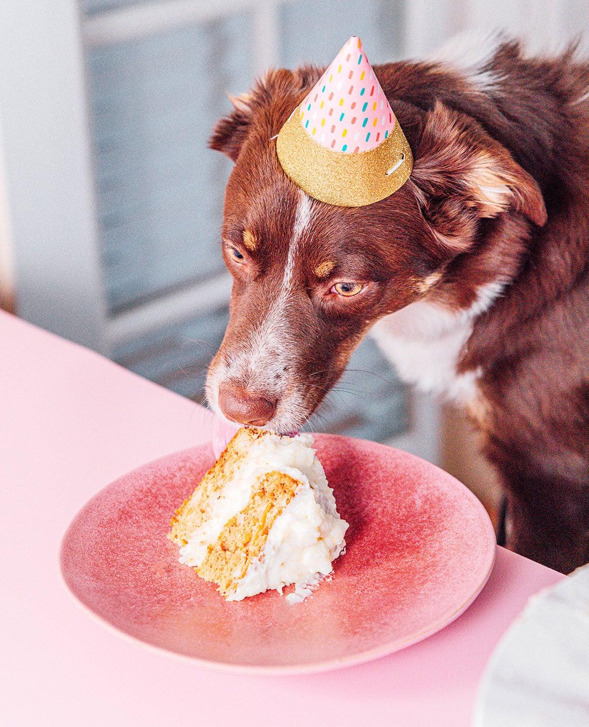 Einfacher Hundegeburtstagskuchen (Mit Kartoffelpüree-Topping!) 19 Ein brauner Hund mit Partyhut, der Geburtstagskuchen frisst