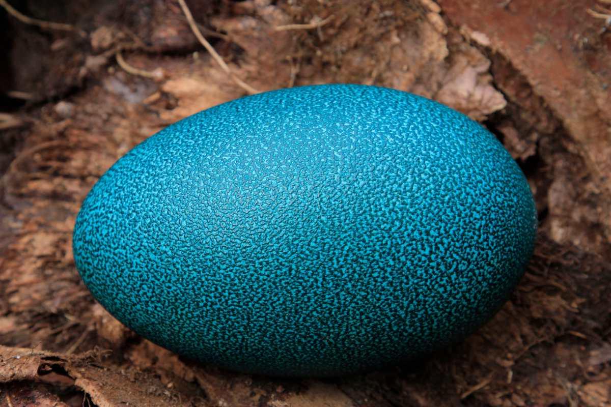 Der ultimative Leitfaden zu Eiersorten (Mit Fotos!) 20 Ein hellblaues Emu-Ei in einem Nest.