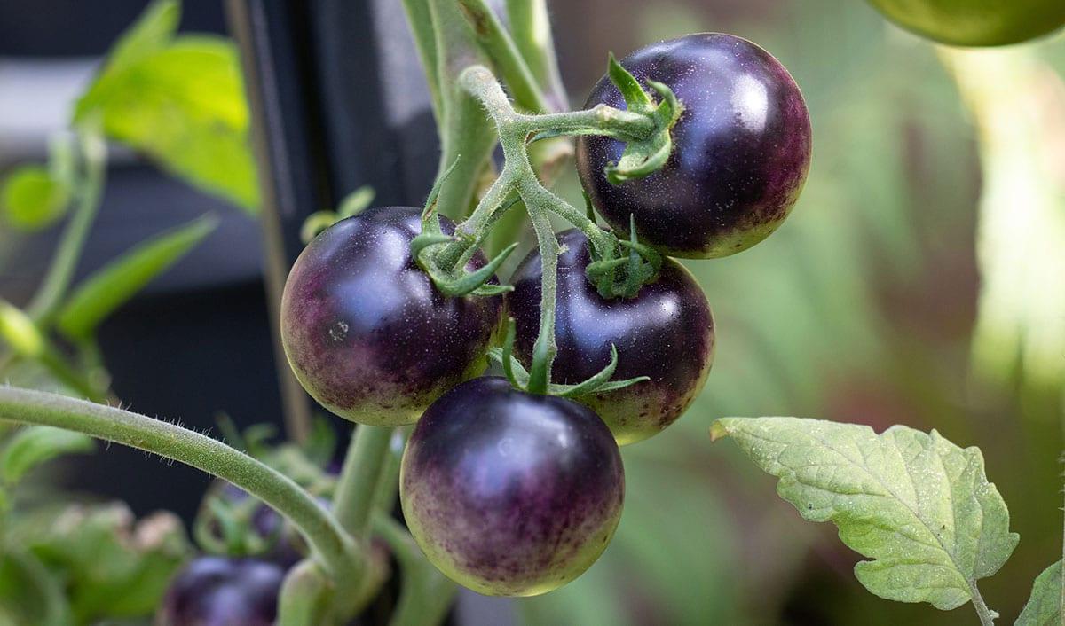 31 Gesunde Blaue Früchte (Mit Fotos!) 20 Indigo Rose Tomaten
