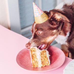 Einfacher Hundegeburtstagskuchen (Mit Kartoffelpüree-Topping!) 20 Ein brauner Hund mit Hut, der Geburtstagskuchen frisst