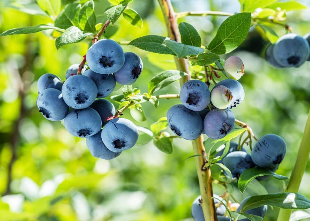 **Blaubeere vs. Huckleberry: Was ist der Unterschied?** 3 Heidelbeeren an einem Strauch.