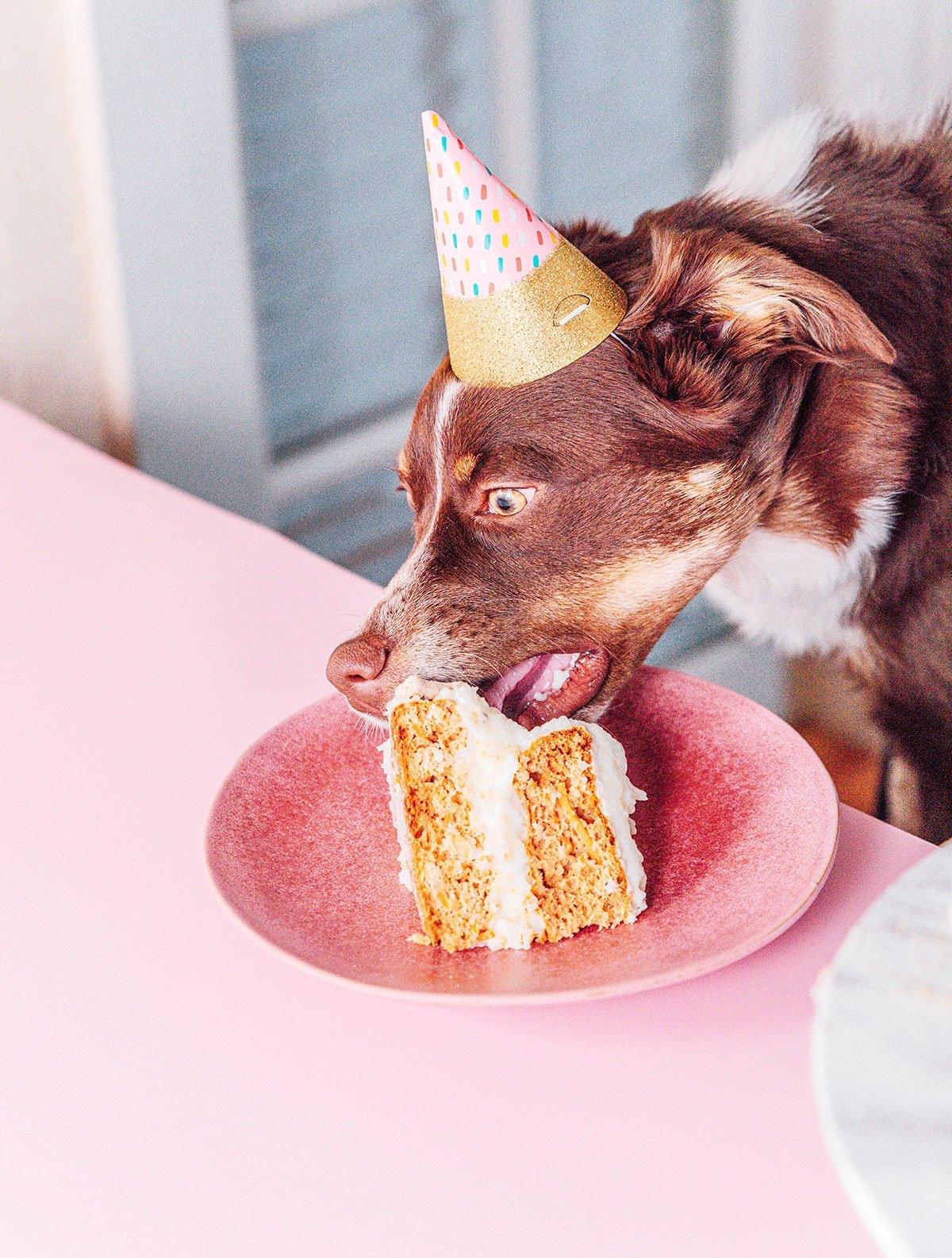 Einfacher Hundegeburtstagskuchen (Mit Kartoffelpüree-Topping!) 3 Ein brauner Hund mit Partyhut, der Geburtstagskuchen frisst