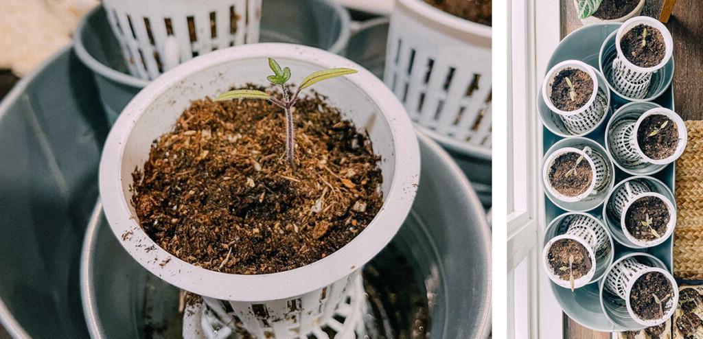 Tomatensprossen mit einem DIY-Bewässerungssystem