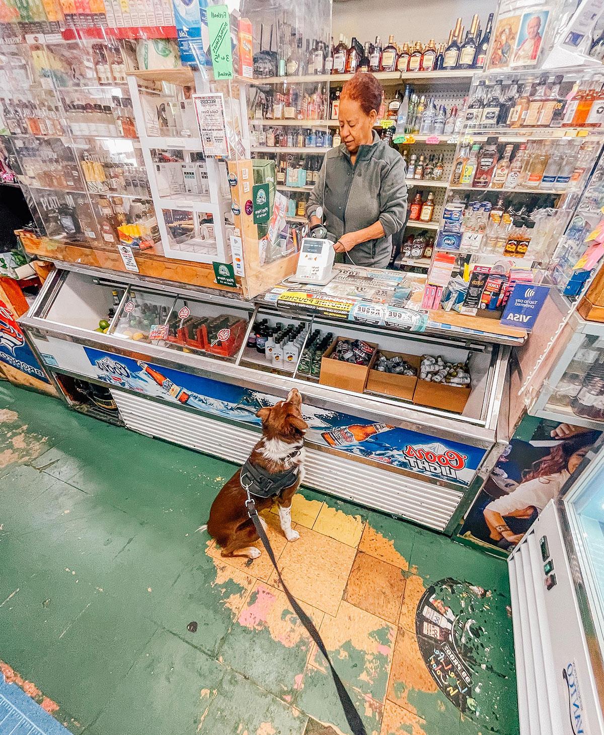 Plauderei: Oktober 2022 22 Hund Rhubarb wartet geduldig vor einem Ladengeschäft.