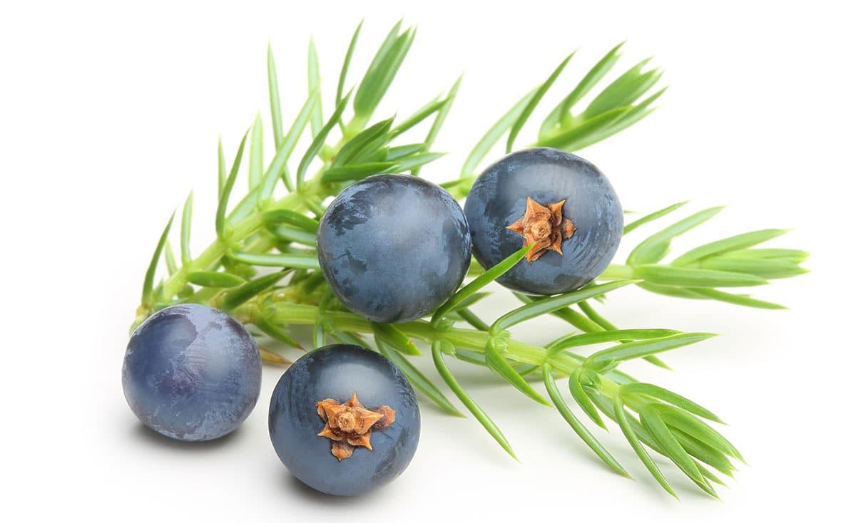 31 Gesunde Blaue Früchte (Mit Fotos!) 22 Wacholderbeeren