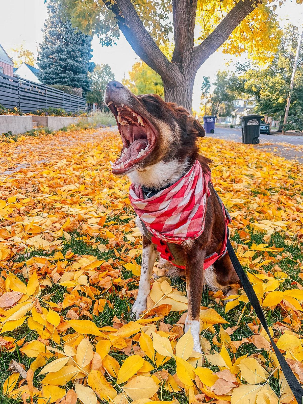 Plauderei: Oktober 2022 23 Frau macht einen Spaziergang mit Hund, genießt die Natur.