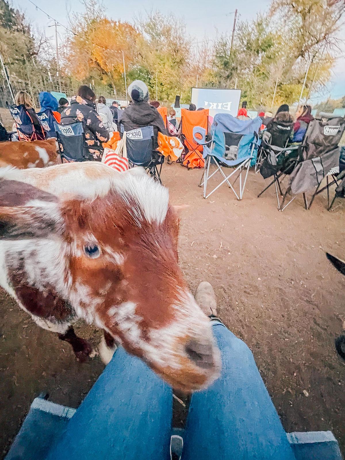 Plauderei: Oktober 2022 25 Filmbildschirm im Freien, im Vordergrund Ziegen.
