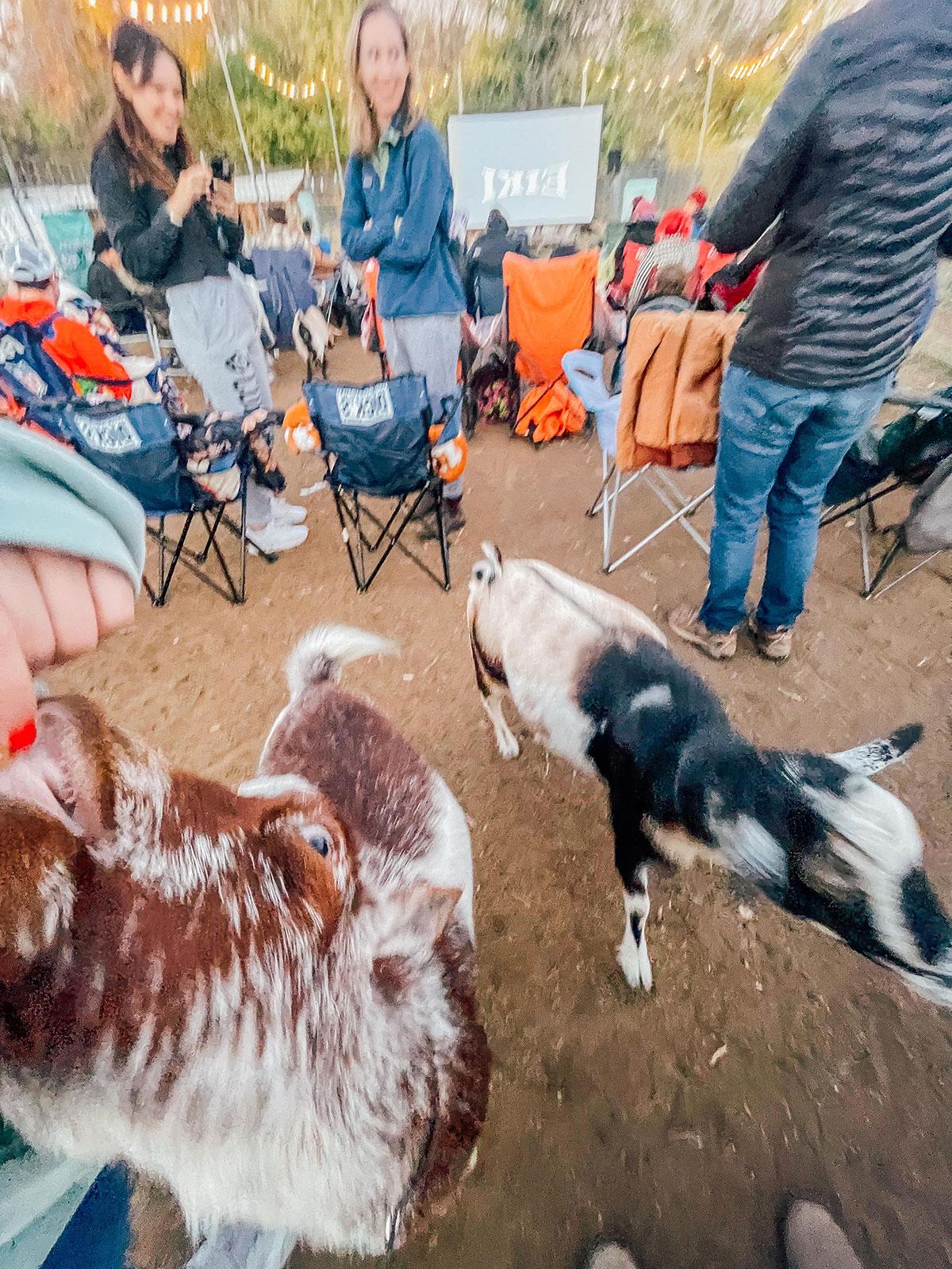 Plauderei: Oktober 2022 26 Ziegen auf einer Farm, im Hintergrund Outdoor-Kino.