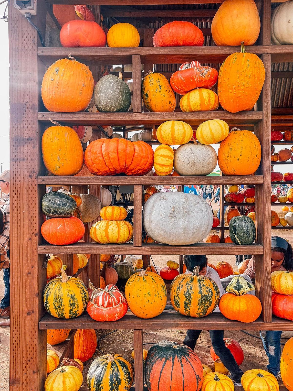 Plauderei: Oktober 2022 4 Frau hält eine Tasse Apfelwein in der Hand, im Hintergrund ein festlich geschmückter Halloween-Baum.