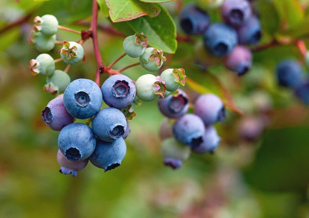 **Blaubeere vs. Huckleberry: Was ist der Unterschied?** 4 Huckleberries an einem Strauch.
