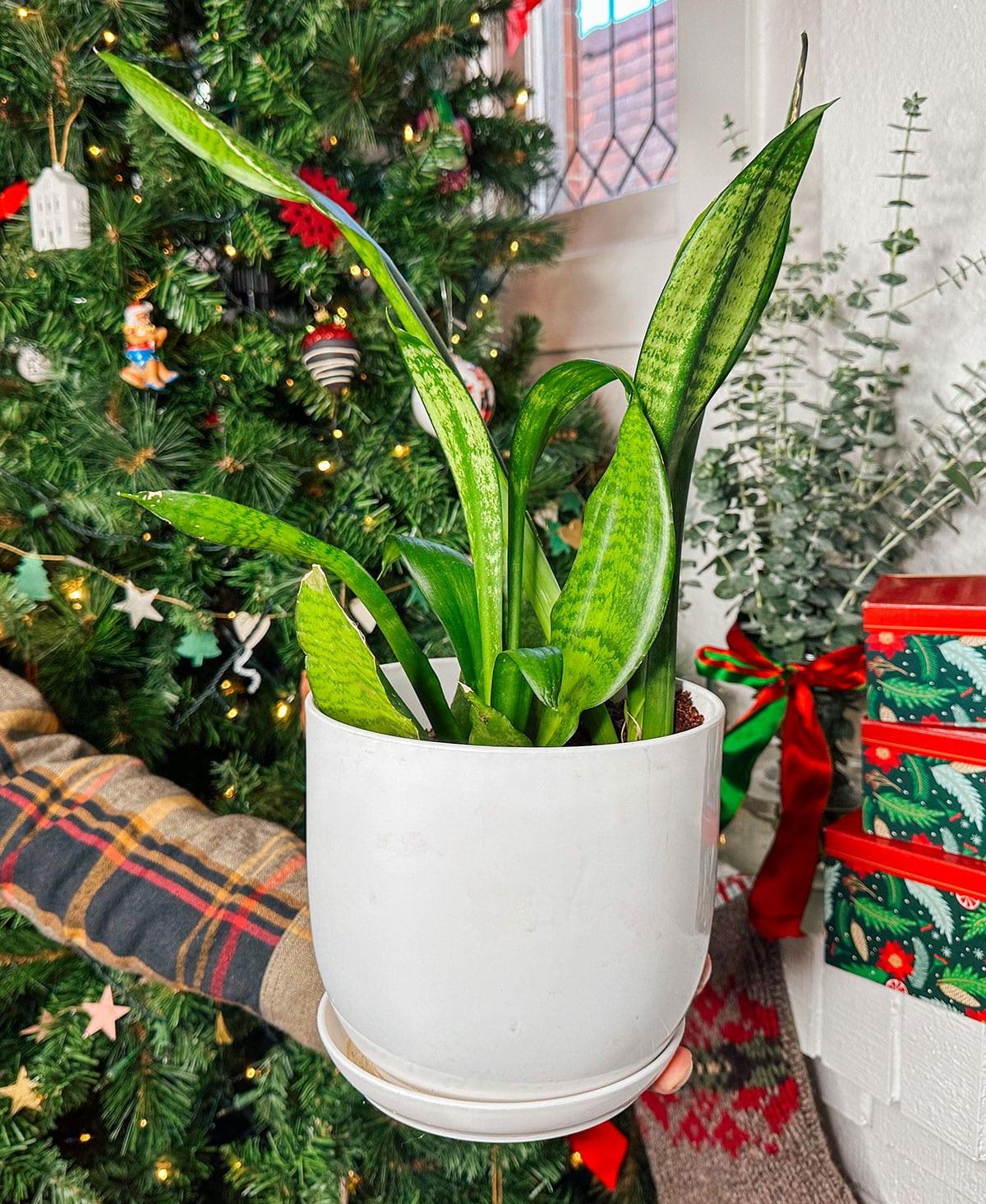 Zimmerpflanzen wie Efeutute oder Bogenhanf als Geschenk vor einem Weihnachtsbaum.