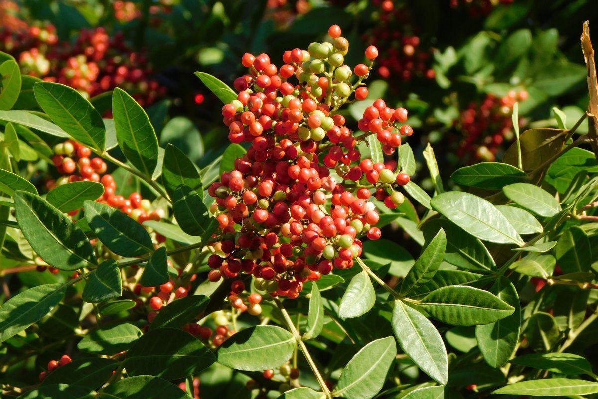 17 Früchte, die mit F anfangen (Mit Fotos!) 5 Falscher Mastixbaum-Frucht an einem Baum.