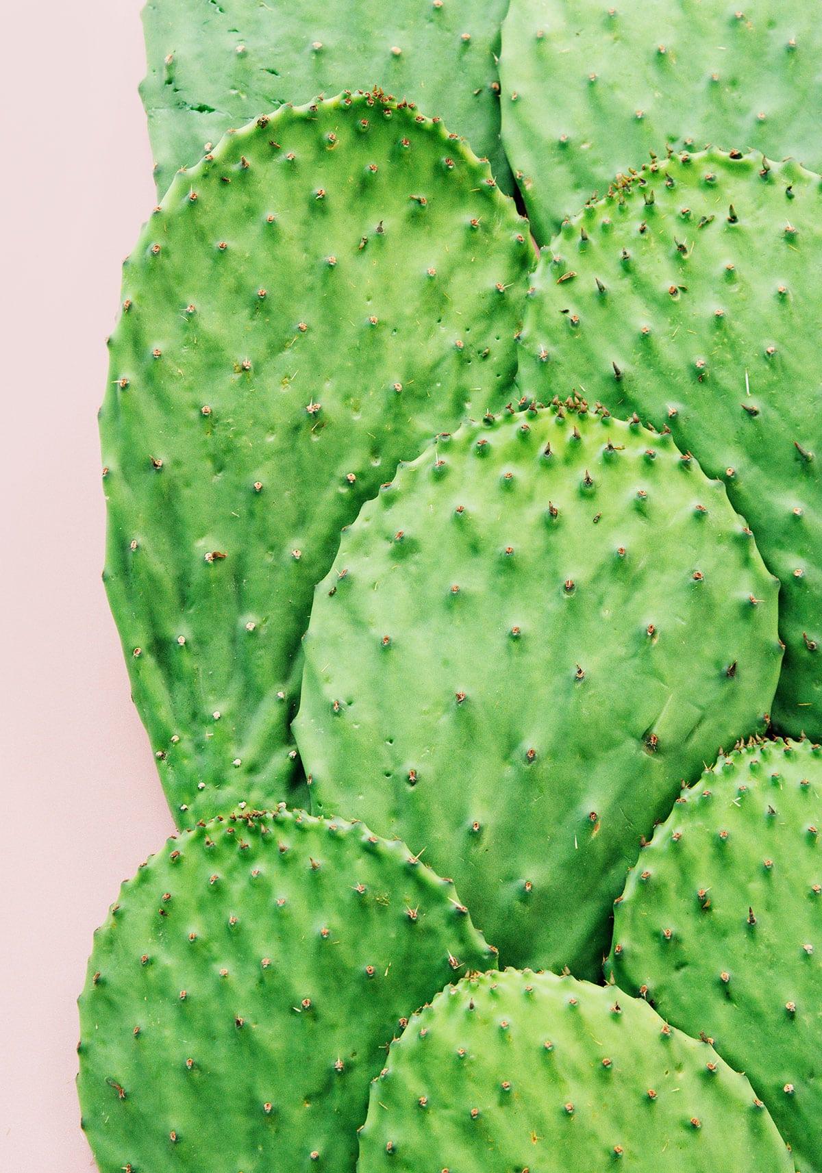 Nopales zubereiten (Kaktusblätter!) 5 Kaktuspaddel auf einem rosa Hintergrund, frisch und bereit zur Zubereitung.