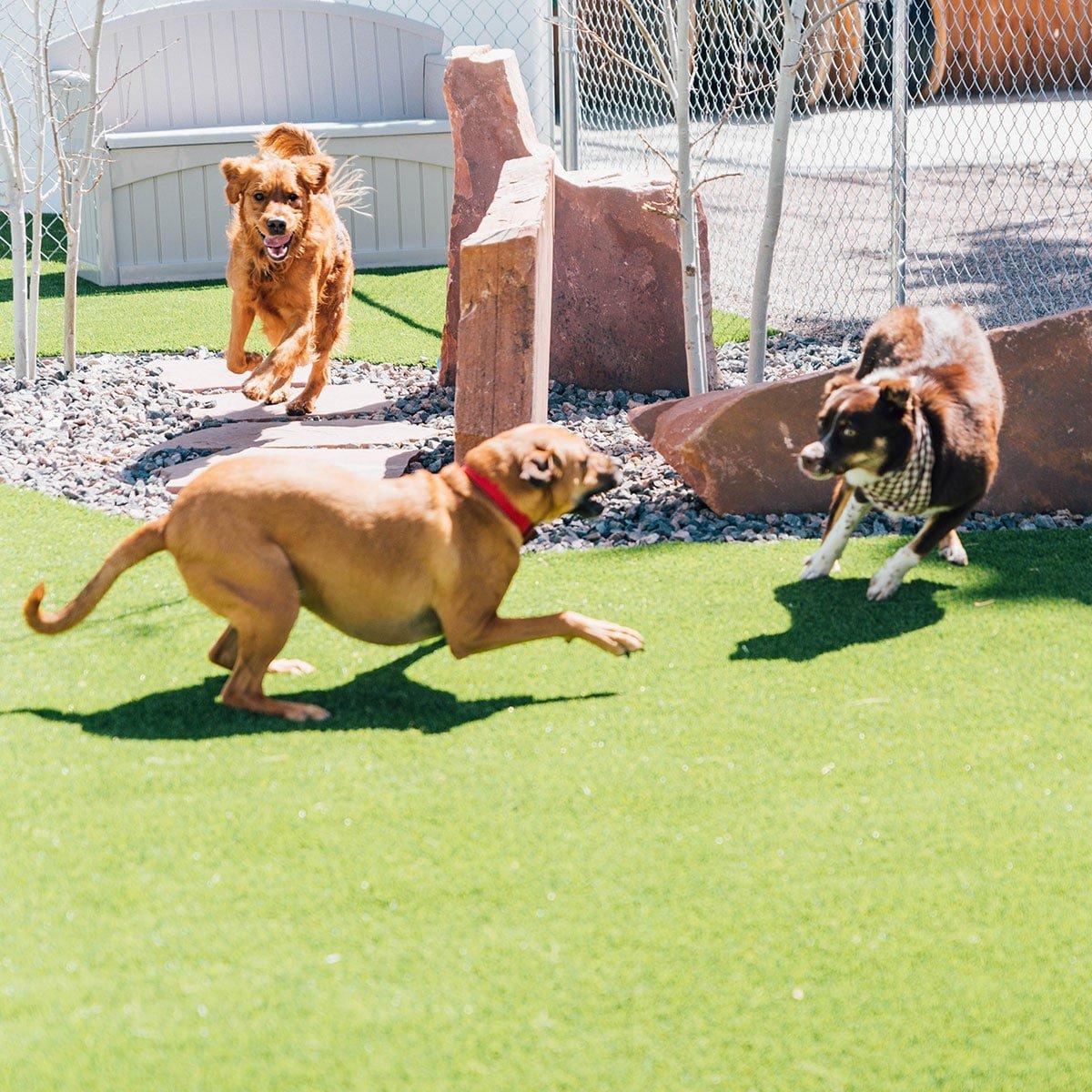 Einfacher Hundegeburtstagskuchen (Mit Kartoffelpüree-Topping!) 5 Zutaten für Hundekuchen in einer Rührschüssel