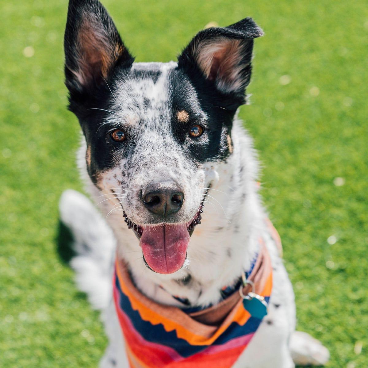Einfacher Hundegeburtstagskuchen (Mit Kartoffelpüree-Topping!) 6 Hundekuchenteig wird in einer Schüssel verrührt