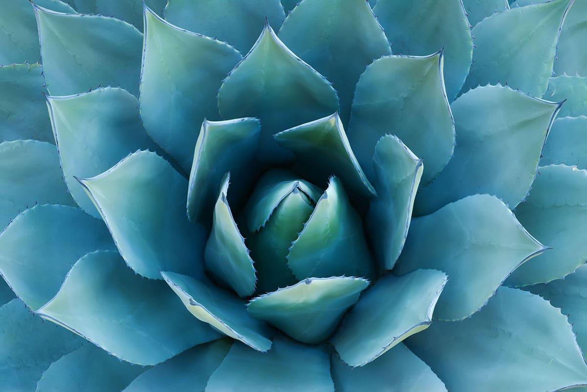 31 Gesunde Blaue Früchte (Mit Fotos!) 7 Blaue Agave