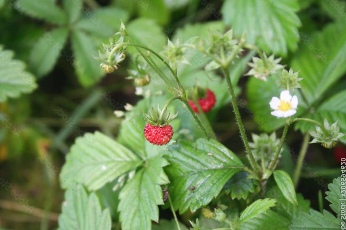 17 Früchte, die mit F anfangen (Mit Fotos!) 8 Walderdbeeren am Strauch.