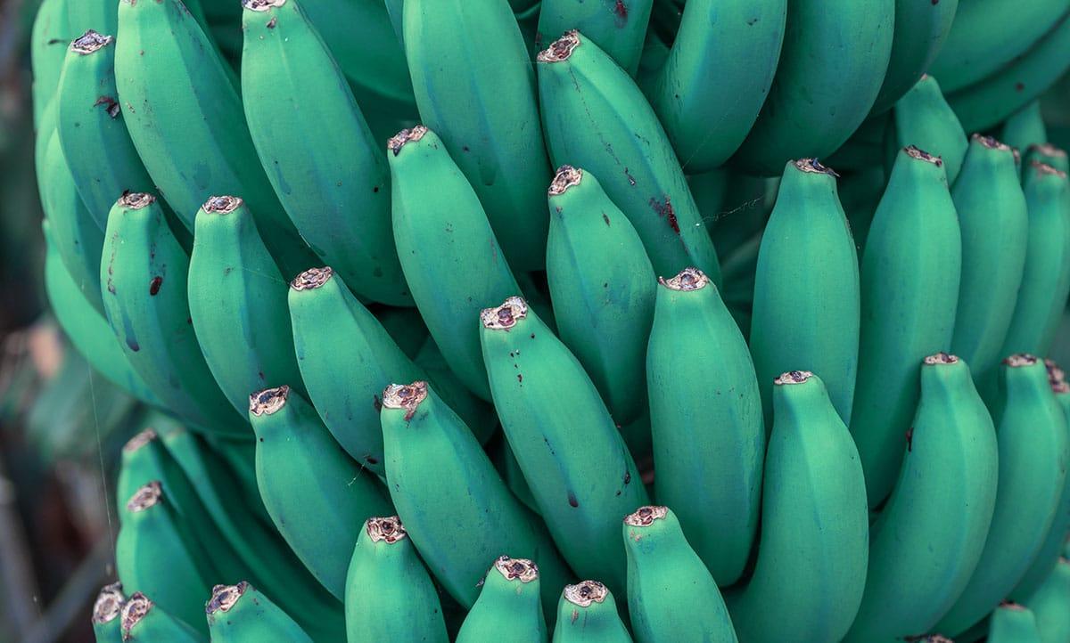 31 Gesunde Blaue Früchte (Mit Fotos!) 8 Blue Java Banane