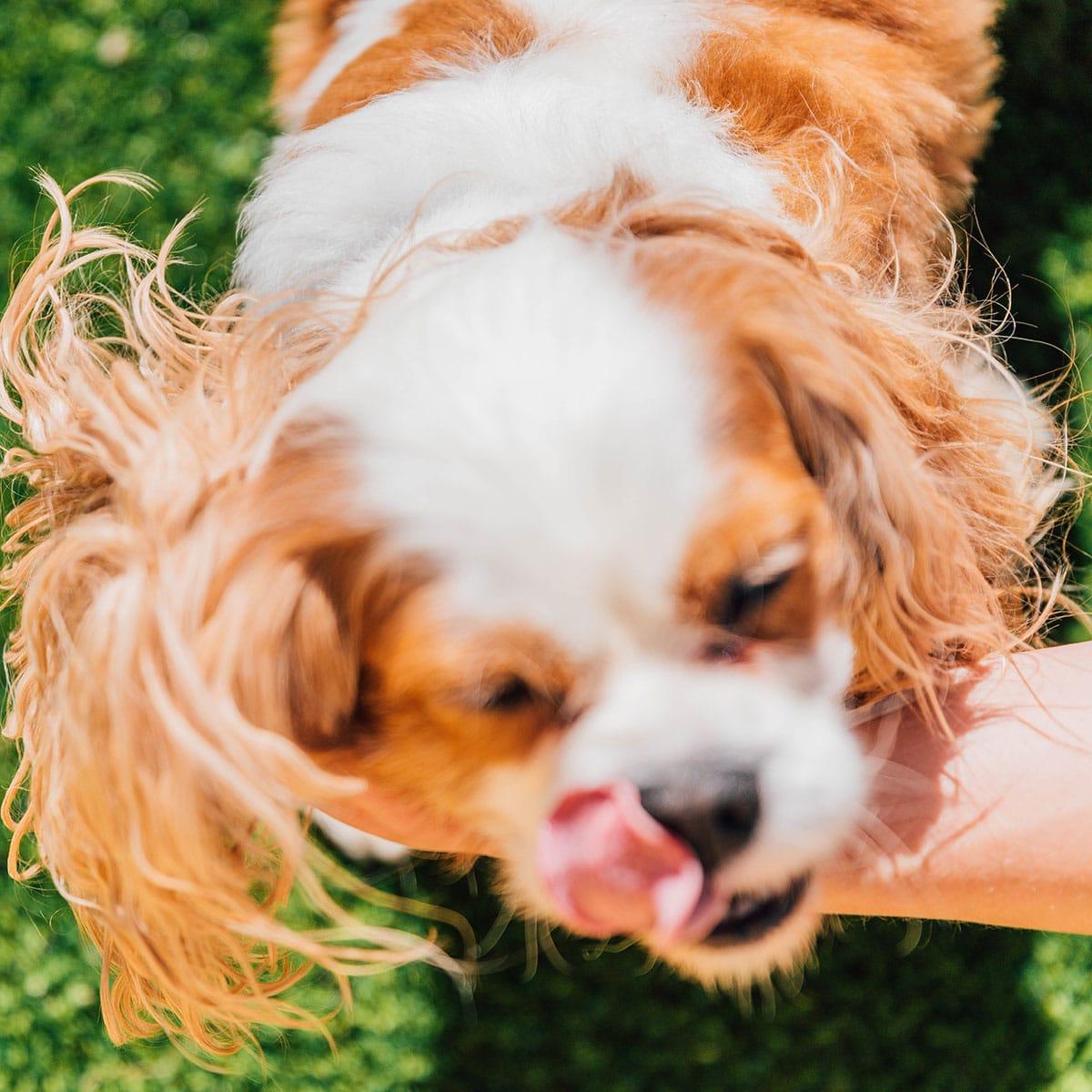 Einfacher Hundegeburtstagskuchen (Mit Kartoffelpüree-Topping!) 8 Frisch gebackener Hundekuchen kühlt auf einem Rost ab