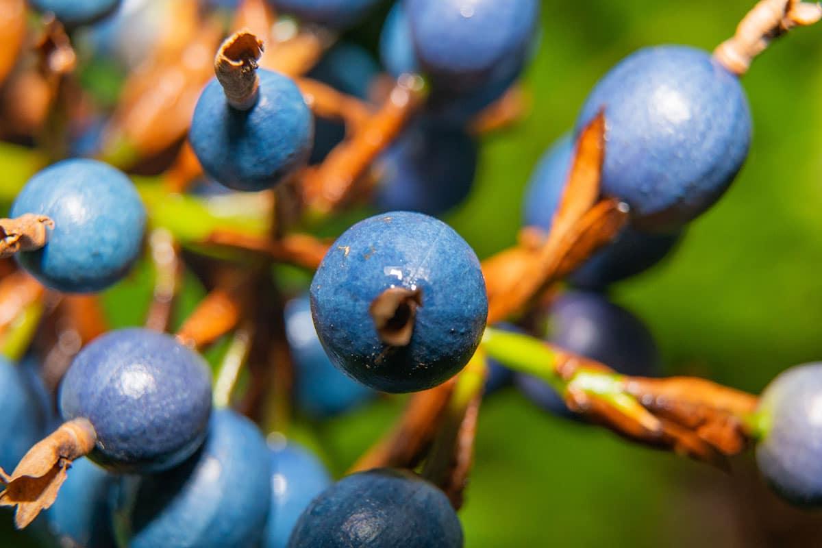 31 Gesunde Blaue Früchte (Mit Fotos!) 9 Blaue Marmorfrucht