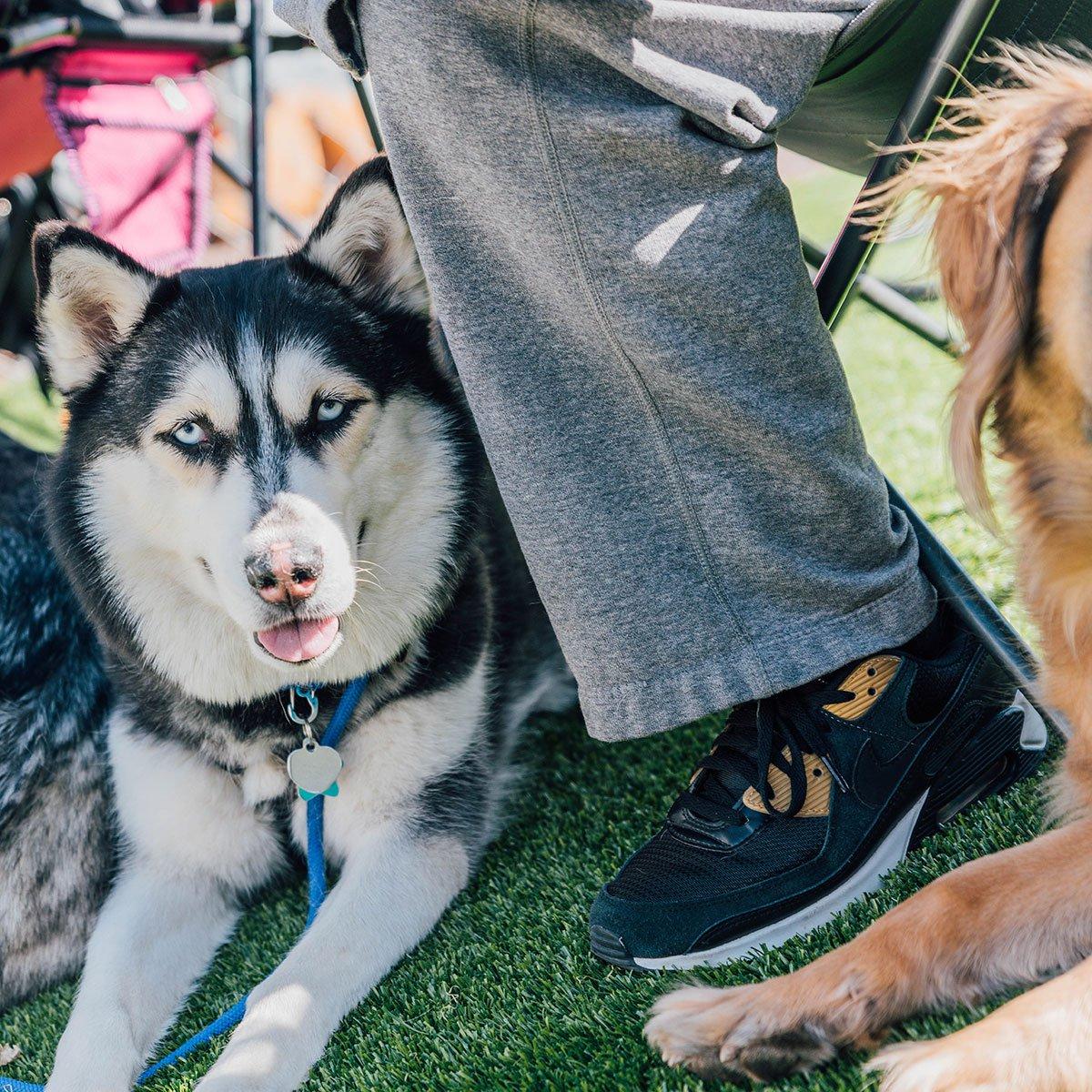 Einfacher Hundegeburtstagskuchen (Mit Kartoffelpüree-Topping!) 9 Kartoffelpüree für die Hundekuchenglasur