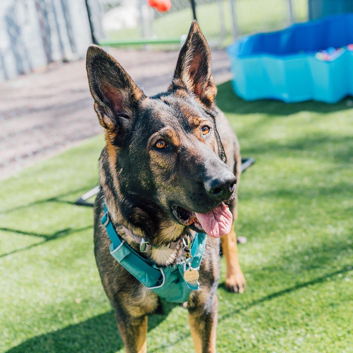 Einfacher Hundegeburtstagskuchen (Mit Kartoffelpüree-Topping!) 10 Hundekuchen wird mit Glasur bestrichen